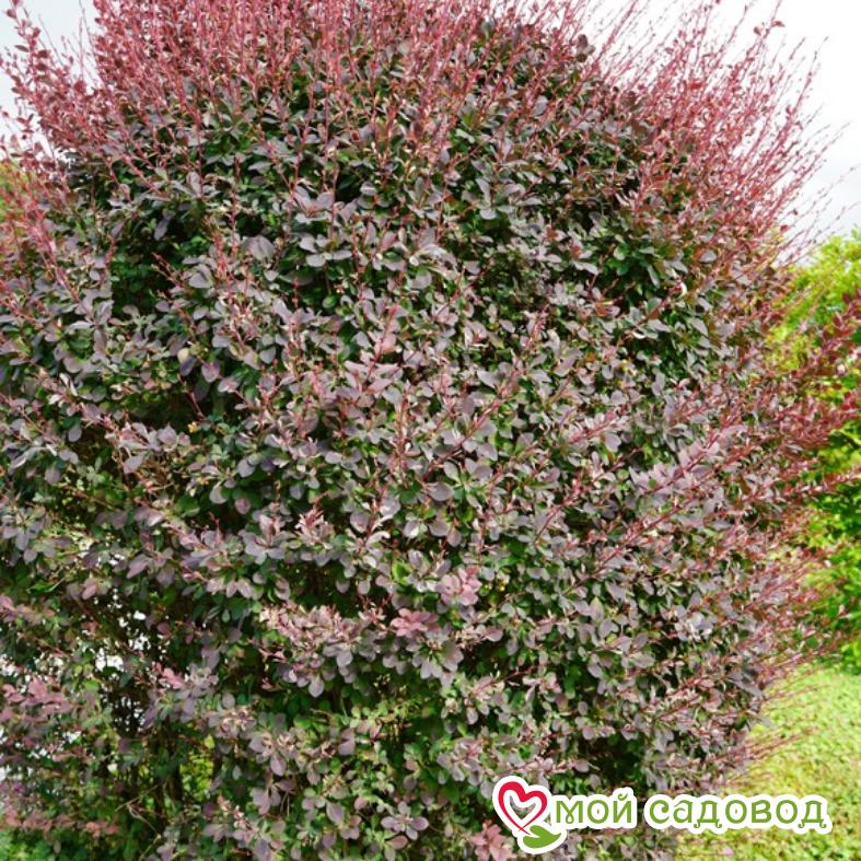 Барбарис Сильвер "Майлс"