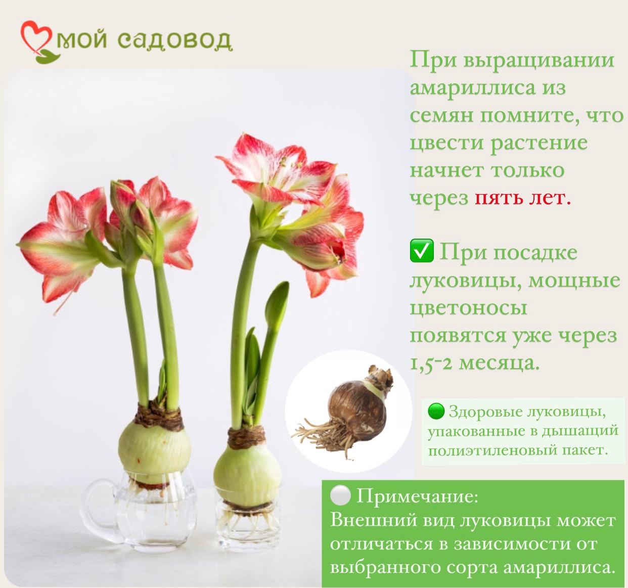 АМАРИЛЛИС ДАБЛ ДРИМ