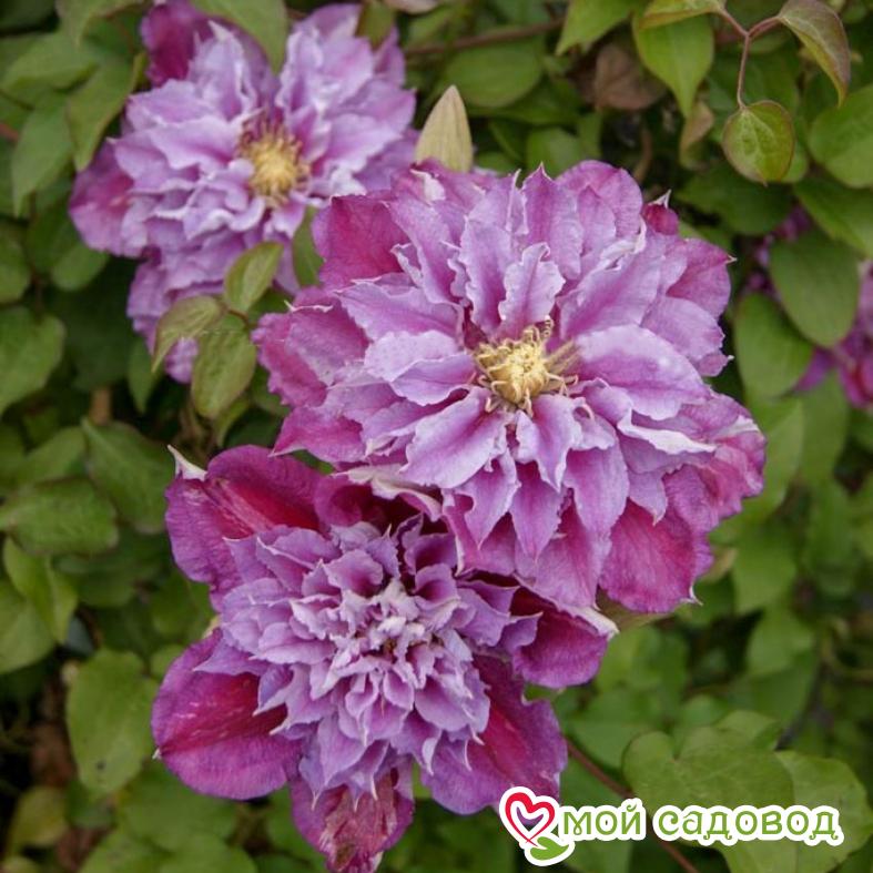 Клематис Пинк Пешн