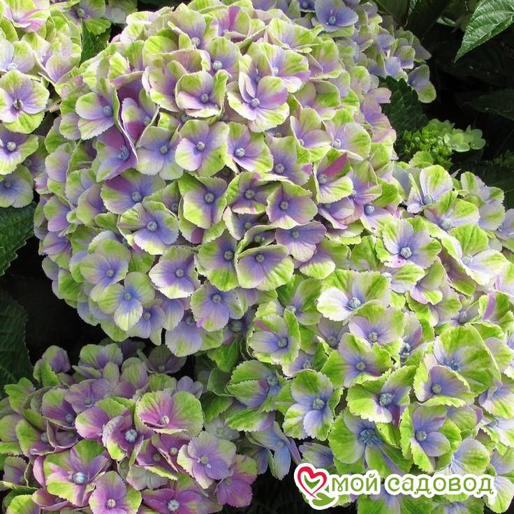 Гортензия Мэджикал Революшн