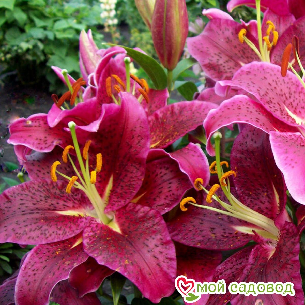 Лилия Динамит восточная