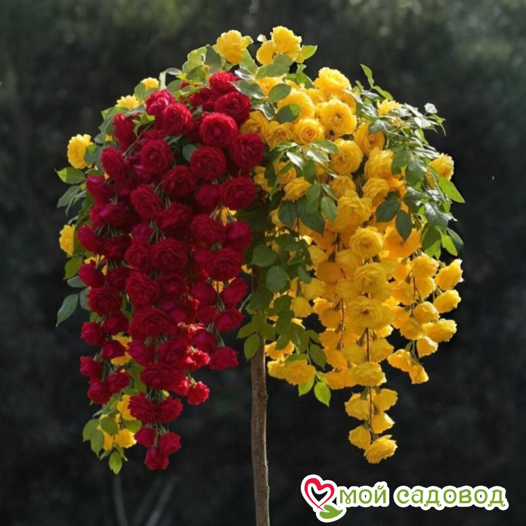 Роза Штамбовая графиня Баторина