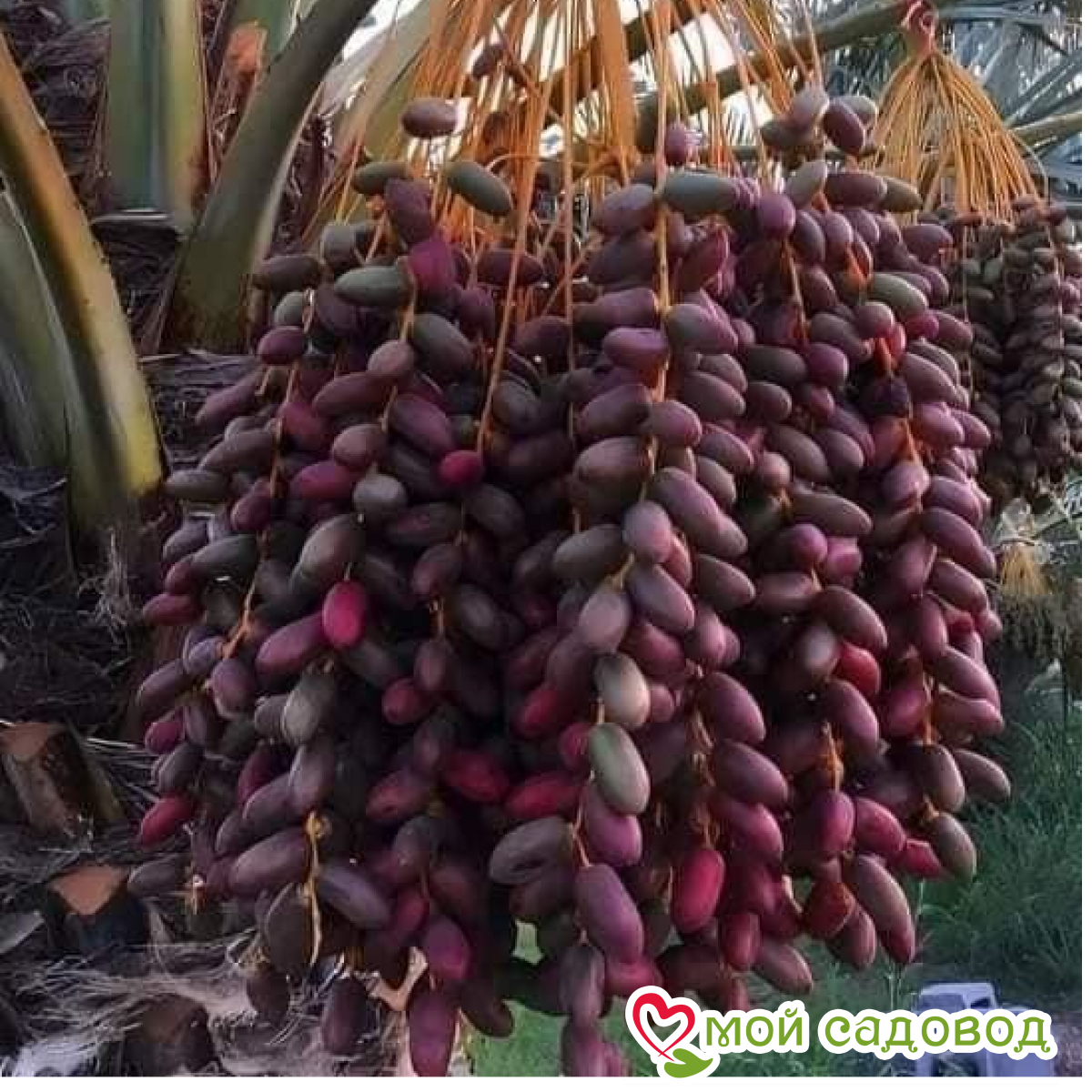 Виноград Блэк Перпл